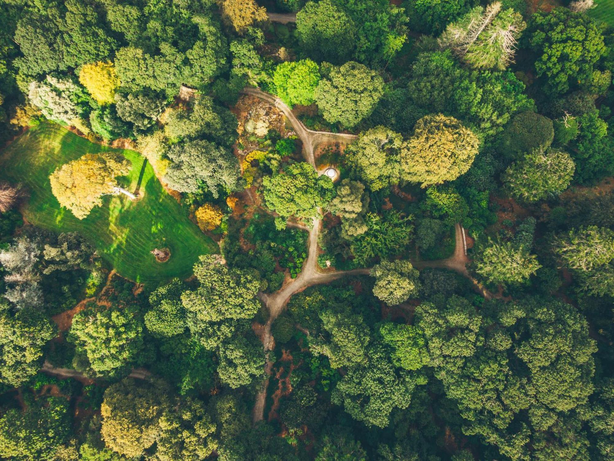 The Forest At Mount Congreve Gardens Kilmeaden Luaran gambar