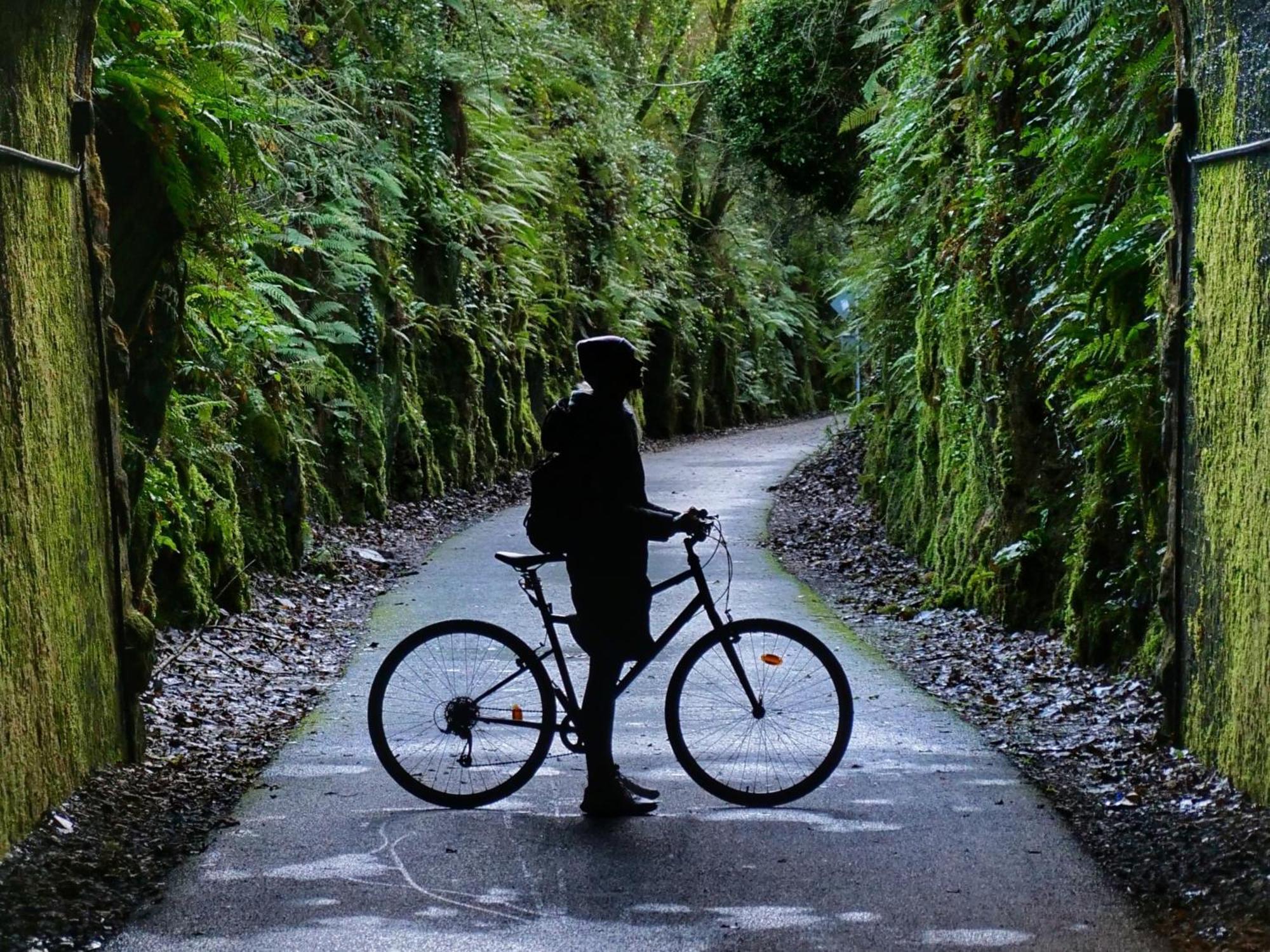 The Forest At Mount Congreve Gardens Kilmeaden Luaran gambar
