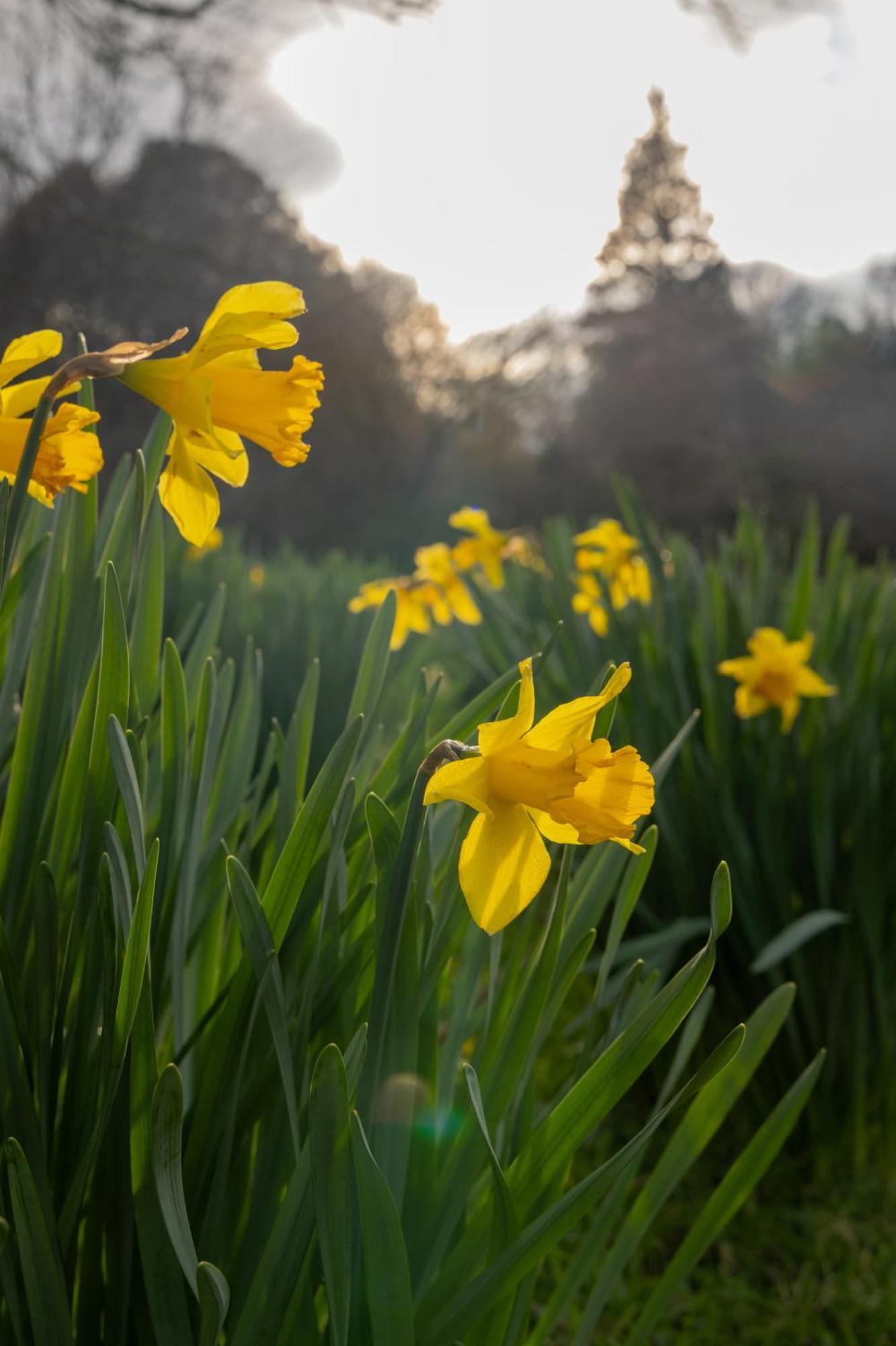 The Forest At Mount Congreve Gardens Kilmeaden Luaran gambar
